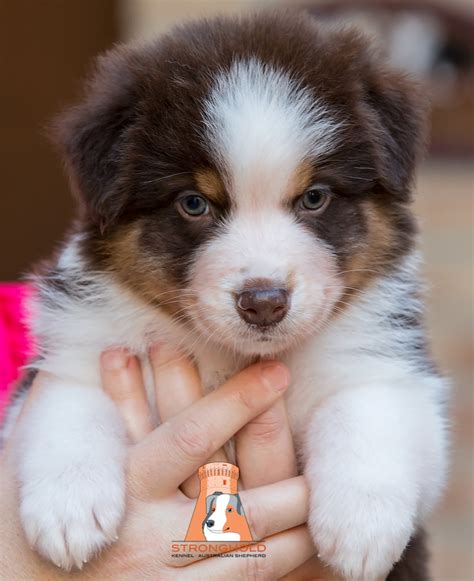 allevamento australian shepherd|australian shepherd cucciolo allevatore.